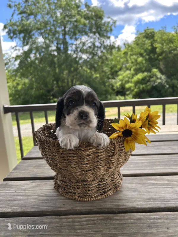 American Cocker Spaniel – Cocker Spaniel puppy for sale in Hillsboro, OH