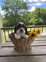 American Cocker Spaniel, a male Cocker Spaniel for sale in Hillsboro, OH – 1 of 3