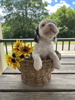 American Cocker Spaniel, a female Cocker Spaniel for sale in Hillsboro, OH – 2 of 4