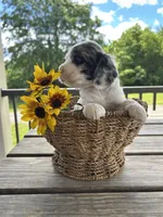 American Cocker Spaniel, a female Cocker Spaniel for sale in Hillsboro, OH – 4 of 4