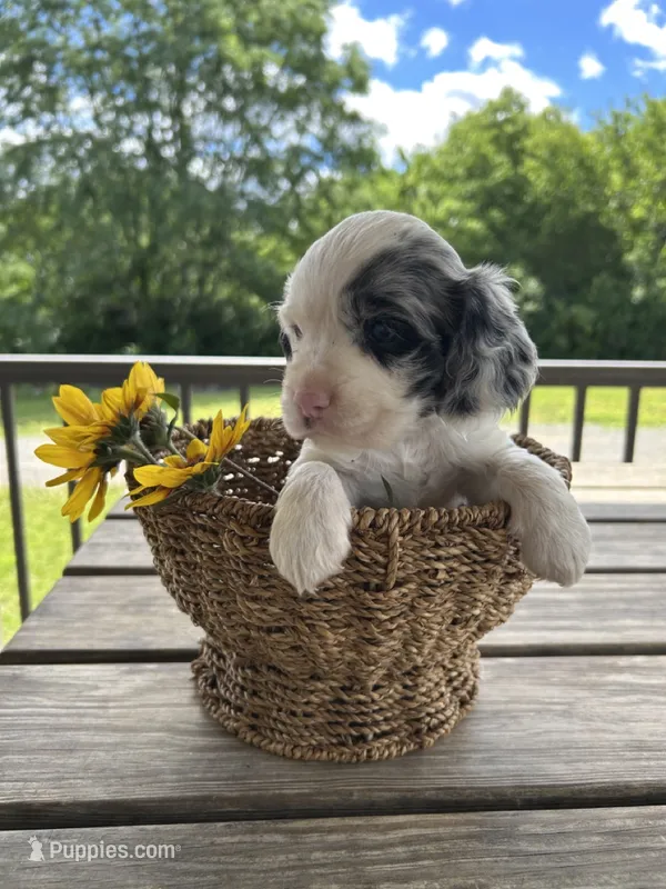 American Cocker Spaniel – Cocker Spaniel puppy for sale in Hillsboro, OH