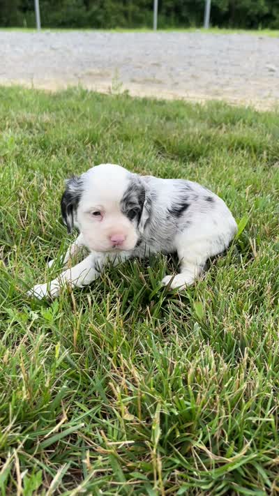 American Cocker Spaniel, a female Cocker Spaniel for sale in Hillsboro, OH – 3 of 4
