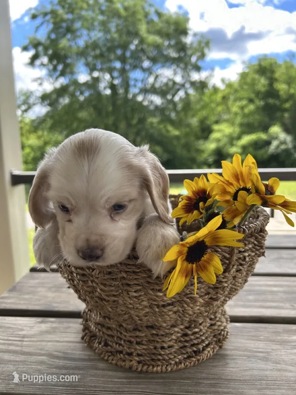 American Cocker Spaniel – Cocker Spaniel puppy for sale in Hillsboro, OH