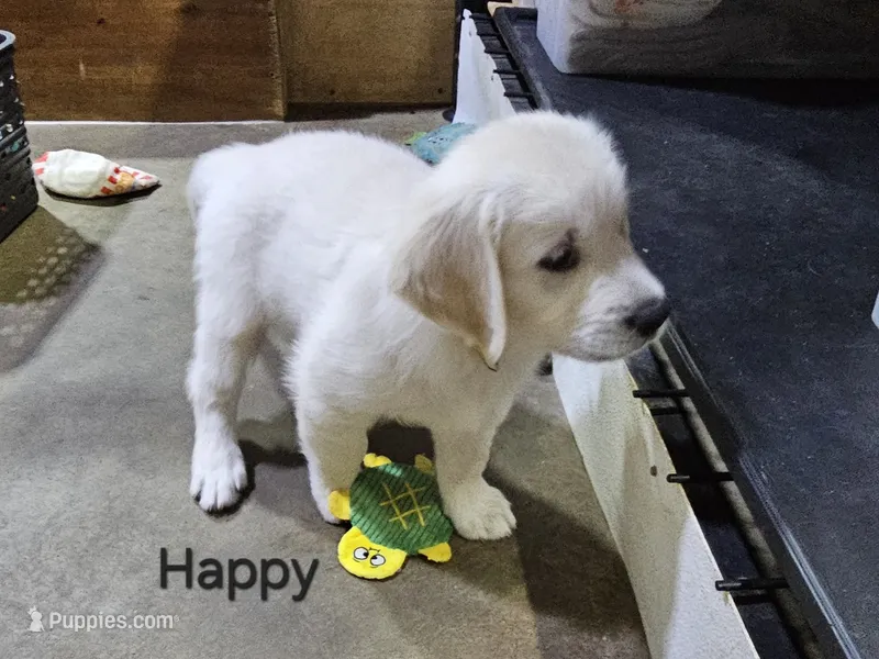 Happy – English Cream Golden Retriever puppy for sale in Robinson, IL