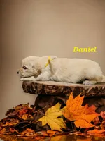 Daniel, a male English Cream Golden Retriever for sale in Robinson, IL – Photo 2 of 6