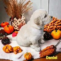 Daniel, a male English Cream Golden Retriever for sale in Robinson, IL – Photo 5 of 6