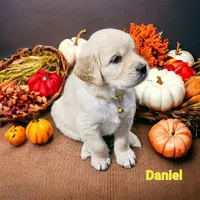 Daniel, a male English Cream Golden Retriever for sale in Robinson, IL – Photo 6 of 6