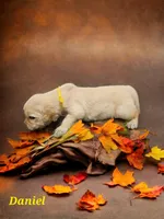 Daniel, a male English Cream Golden Retriever for sale in Robinson, IL – Photo 3 of 6