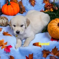 Daniel, a male English Cream Golden Retriever for sale in Robinson, IL – Photo 4 of 6