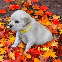 Daniel, a male English Cream Golden Retriever for sale in Robinson, IL – Photo 1 of 6