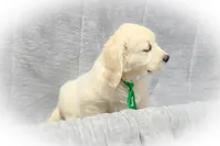 Borris, a male English Cream Golden Retriever for sale in Robinson, IL – Photo 3 of 10