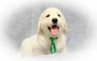 Borris, a male English Cream Golden Retriever for sale in Robinson, IL – Photo 5 of 10