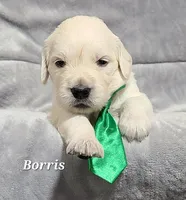Borris, a male English Cream Golden Retriever for sale in Robinson, IL – Photo 9 of 10