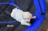 Borris, a male English Cream Golden Retriever for sale in Robinson, IL – Photo 6 of 10