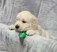 Borris, a male English Cream Golden Retriever for sale in Robinson, IL – Photo 8 of 10