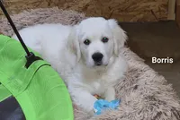 Borris, a male English Cream Golden Retriever for sale in Robinson, IL – Photo 2 of 10