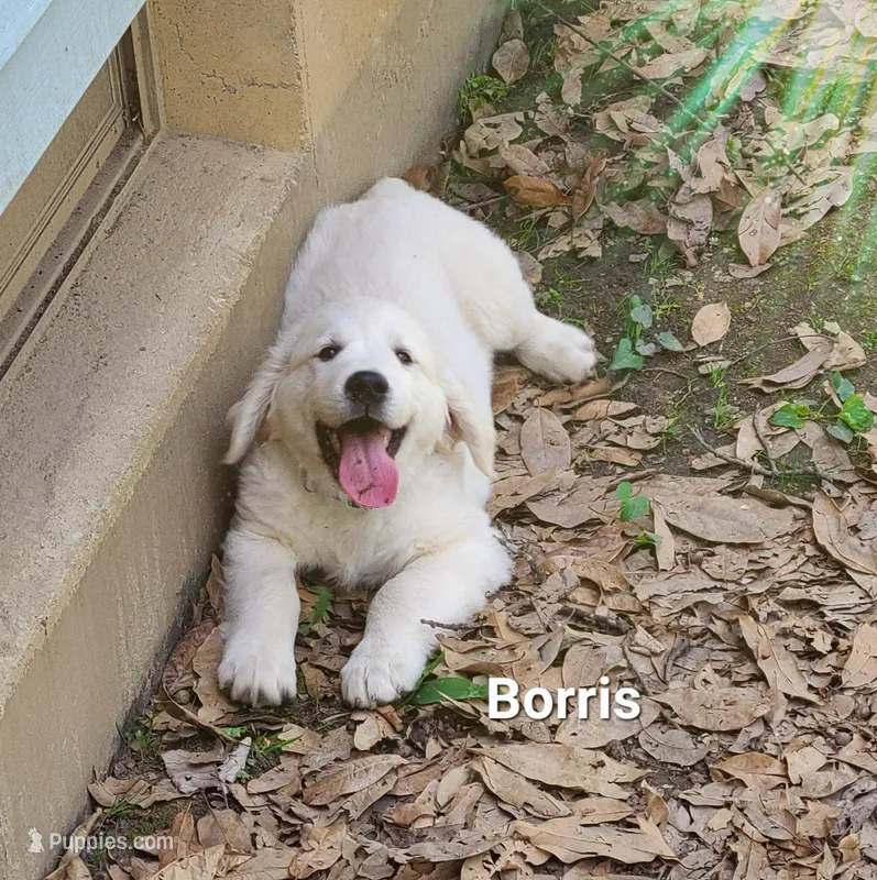 Borris, a male English Cream Golden Retriever for sale in Robinson, IL – Photo 1 of 10