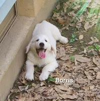 Borris, a male English Cream Golden Retriever for sale in Robinson, IL – Photo 1 of 10