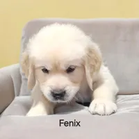 Fenix, a male English Cream Golden Retriever for sale in Robinson, IL – Photo 4 of 4