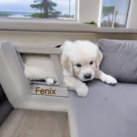 Fenix, a male English Cream Golden Retriever for sale in Robinson, IL – Photo 2 of 4