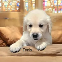 Fenix, a male English Cream Golden Retriever for sale in Robinson, IL – Photo 3 of 4
