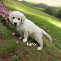 Fenix, a male English Cream Golden Retriever for sale in Robinson, IL – Photo 1 of 4