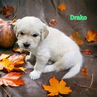 Drako, a male English Cream Golden Retriever for sale in Robinson, IL – Photo 5 of 6
