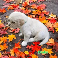 Drako, a male English Cream Golden Retriever for sale in Robinson, IL – Photo 4 of 6