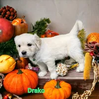Drako, a male English Cream Golden Retriever for sale in Robinson, IL – Photo 6 of 6