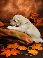 Drako, a male English Cream Golden Retriever for sale in Robinson, IL – Photo 3 of 6