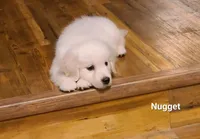 Nugget, a male English Cream Golden Retriever for sale in Robinson, IL – Photo 8 of 10