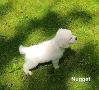 Nugget, a male English Cream Golden Retriever for sale in Robinson, IL – Photo 6 of 10
