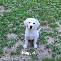 Nugget, a male English Cream Golden Retriever for sale in Robinson, IL – Photo 3 of 10
