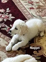 Nugget, a male English Cream Golden Retriever for sale in Robinson, IL – Photo 5 of 10