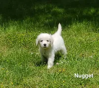 Nugget, a male English Cream Golden Retriever for sale in Robinson, IL – Photo 9 of 10