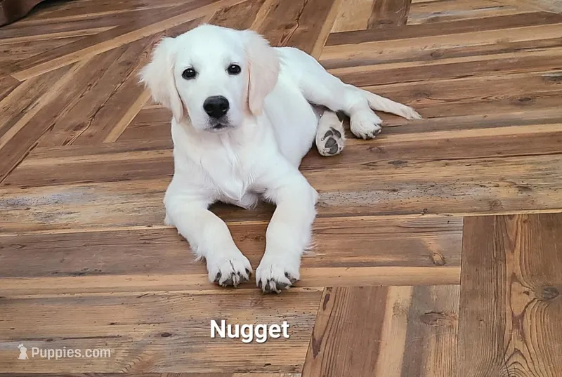 Nugget, a male English Cream Golden Retriever for sale in Robinson, IL – Photo 1 of 10