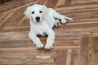 Nugget, a male English Cream Golden Retriever for sale in Robinson, IL – Photo 1 of 10
