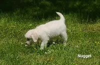 Nugget, a male English Cream Golden Retriever for sale in Robinson, IL – Photo 10 of 10