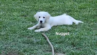 Nugget, a male English Cream Golden Retriever for sale in Robinson, IL – Photo 2 of 10