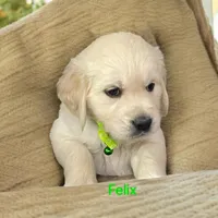 Felix, a male English Cream Golden Retriever for sale in Robinson, IL – Photo 4 of 4