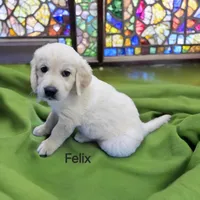 Felix, a male English Cream Golden Retriever for sale in Robinson, IL – Photo 2 of 4