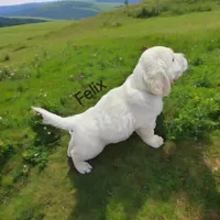 Felix, a male English Cream Golden Retriever for sale in Robinson, IL – Photo 3 of 4