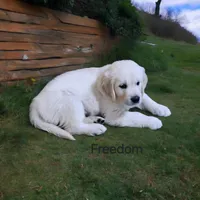 Freedom, a male English Cream Golden Retriever for sale in Robinson, IL – Photo 2 of 4