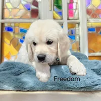 Freedom, a male English Cream Golden Retriever for sale in Robinson, IL – Photo 3 of 4