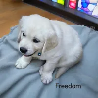 Freedom, a male English Cream Golden Retriever for sale in Robinson, IL – Photo 4 of 4
