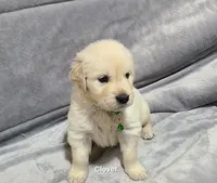 Clover, a male English Cream Golden Retriever for sale in Robinson, IL – Photo 3 of 4