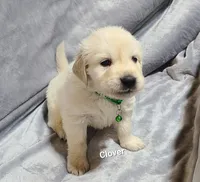 Clover, a male English Cream Golden Retriever for sale in Robinson, IL – Photo 2 of 4
