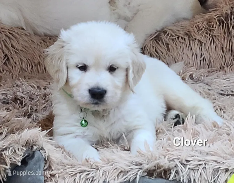 Clover, a male English Cream Golden Retriever for sale in Robinson, IL – Photo 1 of 4