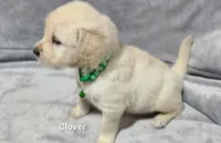 Clover, a male English Cream Golden Retriever for sale in Robinson, IL – Photo 4 of 4