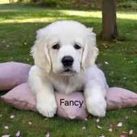 Fancy, a female English Cream Golden Retriever for sale in Robinson, IL – Photo 6 of 6